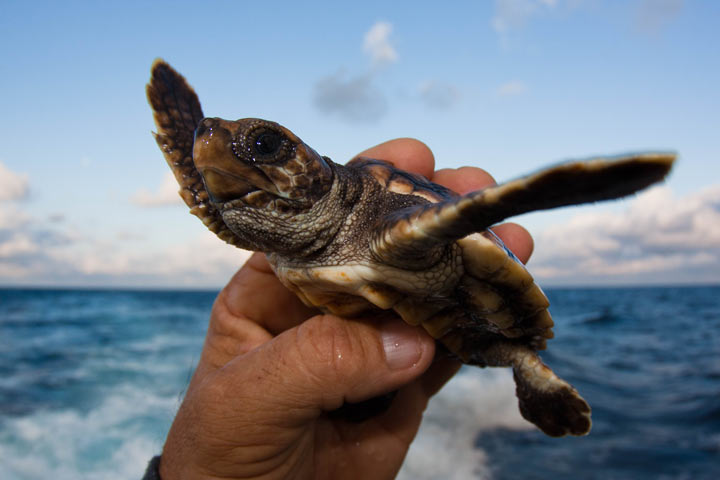 A juvenile loggerhead sea turtle is held in West Palm Beach, Florida.