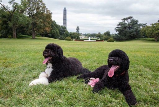 In this image released by The White House, Bo, left, and Sunny, the Obama family dogs, on the South Lawn of the White House, Monday, Aug. 19, 2013. The White House says the Obamas have added Sunny, a Portuguese Water Dog like Bo, to the first family. Sunny was born last June in Michigan and arrived at the White House on Monday.
