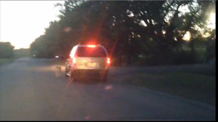 Video of man walking dog while driving vehicle frustrates Regina Humane