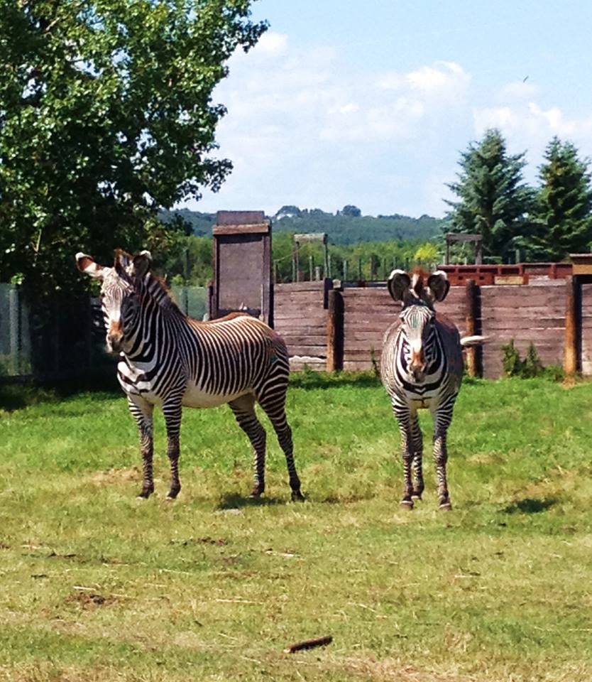 Two Grévy's zebras at the zoo's Wildlife Conservation Centre. Courtesy of Calgary Zoo.