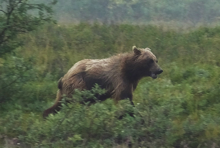 Grizzly Bear Charges Cyclist In Kananaskis Country, Prompts Warning -  Calgary | Globalnews.Ca