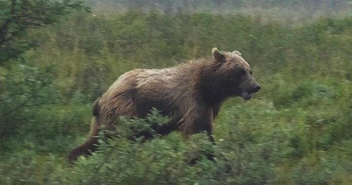 Grizzly bear charges cyclist in Kananaskis Country, prompts closure – Calgary