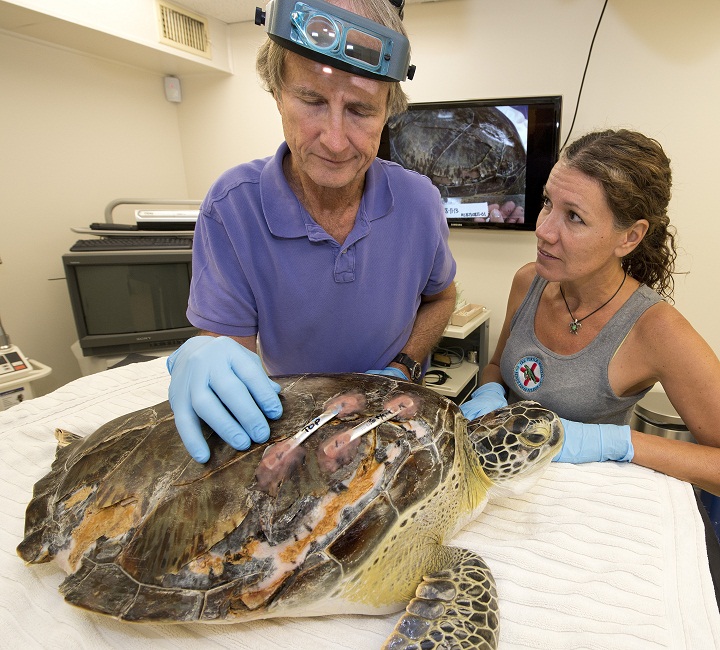 In this photo provided by the Florida Keys News Bureau, Florida Keys dentist Fred Troxel, left, examines repairs he made to the fractured shell of Elena, an endangered green sea turtle, at the Turtle Hospital Thursday, Sept. 12, 2013, in Marathon, Fla. At right is Bette Zirkelbach, the hospital's manager. On Wednesday, Sept. 11, Troxel utilized a denture repair adhesive to bond two metal orthopedic plates across a 10-inch split on the turtle’s carapace.
