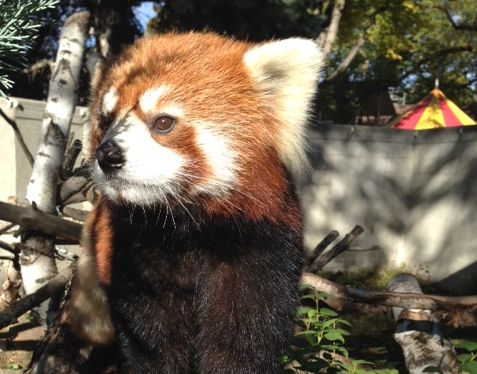 Meet Kalden, the Valley Zoo's newest addition. September 27, 2013.