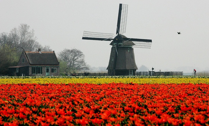 A cyclist passes a windmill, a farmhouse and fields of flowers near Sint Maartensvlotbrug, north western Netherlands, Tuesday April 25, 2006. Relatively cold spring weather has delayed the blossoming of tulips.