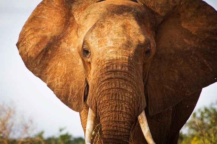 FILE -- An elephant is pictured in Tsavo East National Park in southern Kenya on January 31, 2013. W.
