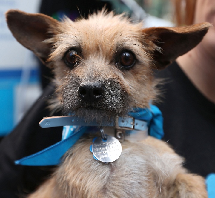 NEW YORK, NY - MAY 10: A puppy up for adoption during the North Shore Animal League America Mobile Adoption Initiative Launch at Times Square on May 10, 2013 in New York City.