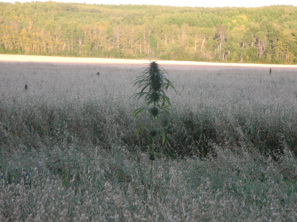 Manitoba farmer found marijuana growing in his oat field on Saturday September 21, 2013.