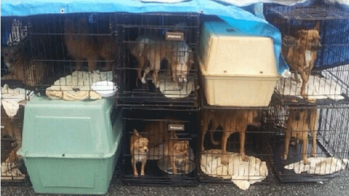 Most of the 50 dogs abandoned at two B.C. animal shelters have now been ...