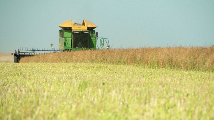 Saskatchewan farmers are making significant progress in this year’s harvest, despite recent precipitation.