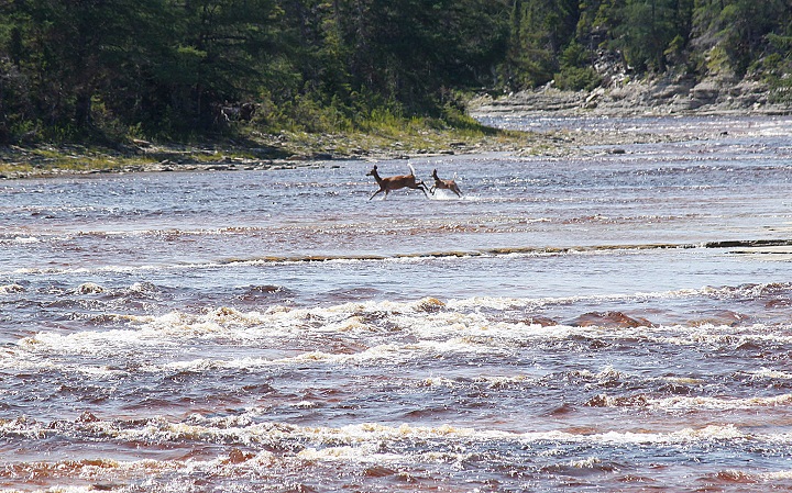 Protected marine park to be built near Quebec’s Anticosti Island