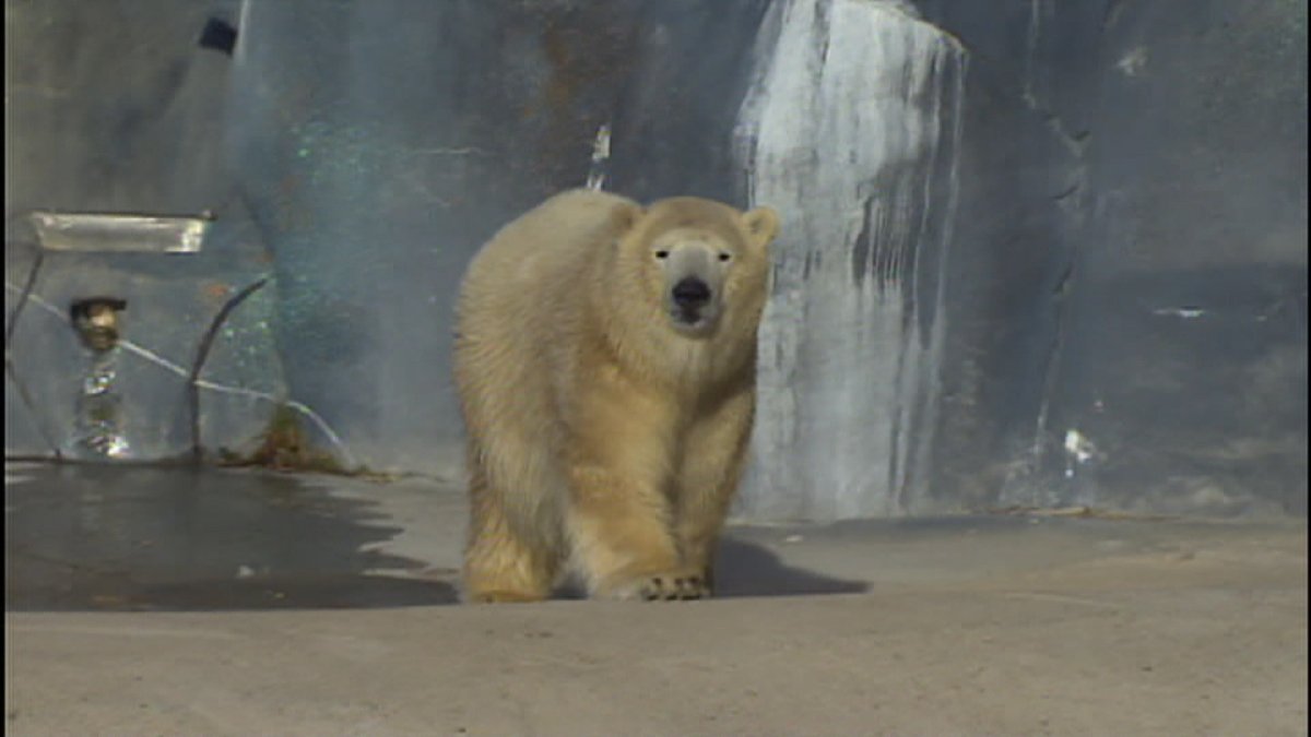 polar bear Hudson Assiniboine Park Zoo