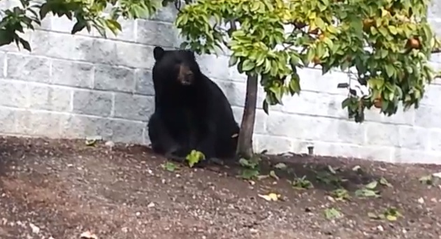 Bear eating apples in West Vancouver.