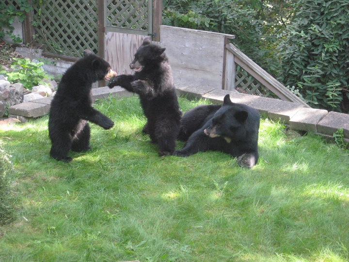 Bears play in a Coquitlam backyard on Sept. 19, 2013.