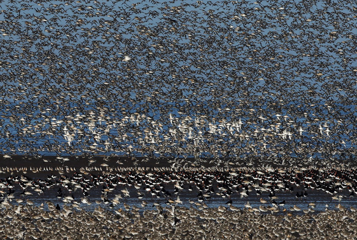 Waders flock together seeking new feeding grounds during the incoming tide at the RSPB's Snettisham Nature reserve on September 09, 2013 in Snettisham, England. 