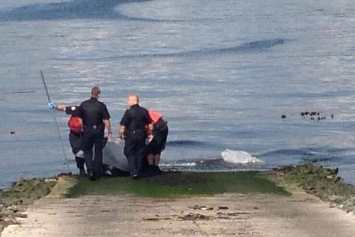 Crews remove a body from the Halifax habour on Sept. 4.