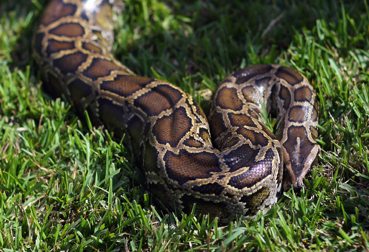 screen snake python