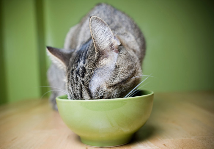 A new survey of Canadian pet owners found that, while they have their pets' food interests at heart, it's difficult to keep pets from testing their taste buds on household items.