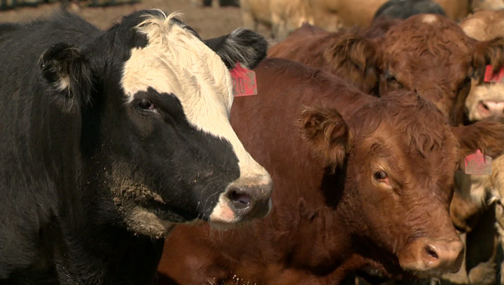 Saskatchewan cattle farmers only now recovering from the BSE crisis 10 years ago but now face new challenges.