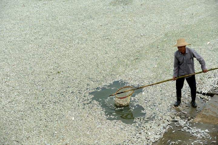A resident clears dead fish from the Fuhe river in Wuhan, in central China's Hubei province on September 3, 2013 after large amounts of dead fish began to be surface early the day before. 