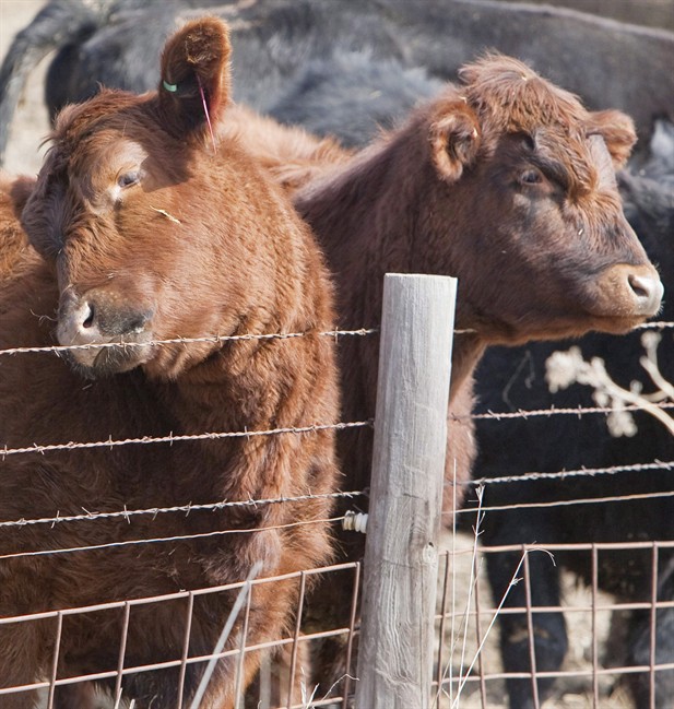 Federal Agriculture Minister confident BSE impact will be temporary - image