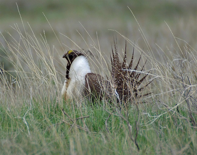 The sage grouse is in danger of becoming extinct.