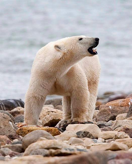 A male polar bear walks along the shore of Hudson Bay near Churchill, Man., on Aug. 23, 2010.
