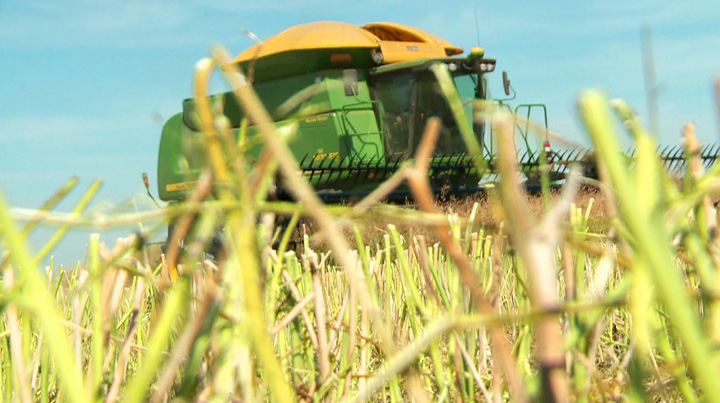 The Canadian Wheat Board says it is a bumper crop on the Prairies this year and there's no two ways about it.