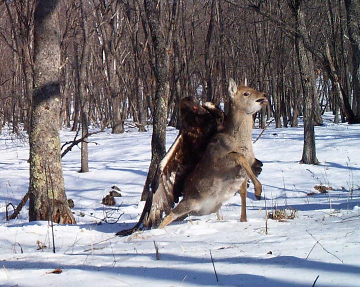 In this photo taken from a remote camera at the Lazovsky State Nature Reserve in the Primorye region of Russia’s Far East on Dec. 8, 2011, a golden eagle attacks a deer. 