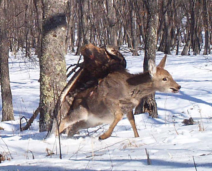 In this photo taken from a remote camera at the Lazovsky State Nature Reserve in the Primorye region of Russia’s Far East on Dec. 8, 2011, a golden eagle attacks a deer. AP Photo/The Zoological Society of London