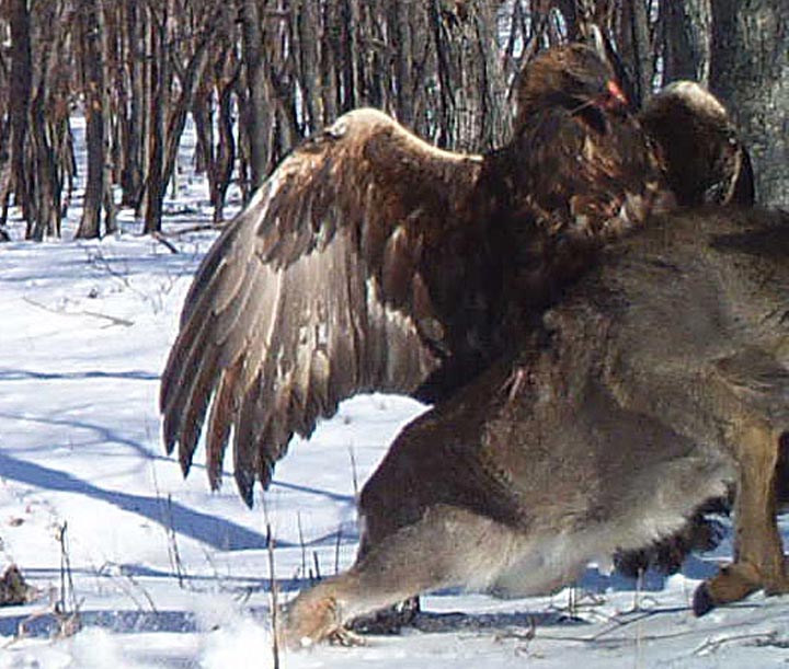 In this photo taken from a remote camera at the Lazovsky State Nature Reserve in the Primorye region of Russia’s Far East on Dec. 8, 2011, a golden eagle attacks a deer. AP Photo/The Zoological Society of London
