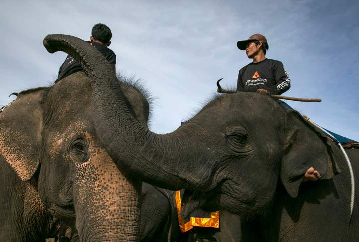 Elephants enjoy each others company before games at the King’s Cup Elephant Polo tournament on August 30, 2013 in Hua Hin, Thailand. (Photo credit: Getty Images)