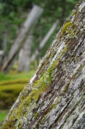 A closer look at Haida Gwaii - BC | Globalnews.ca