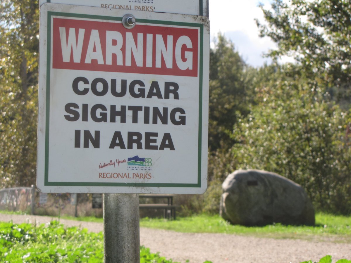 Cougar sightings force park closure - image
