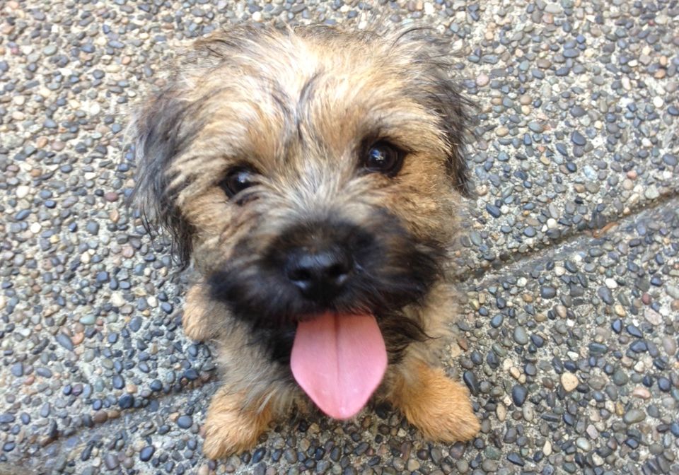 Puppies and young dogs are especially at risk of contracting parvovirus. 