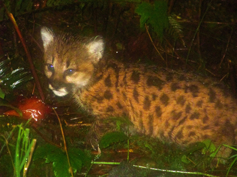 B.C. hikers caught a rare encounter with a baby cougar on camera. 