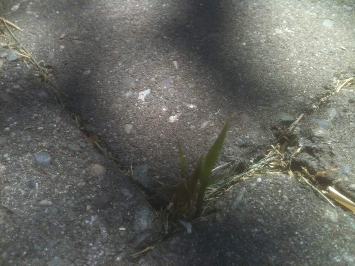 The bamboo.Credit: Bing Guingona