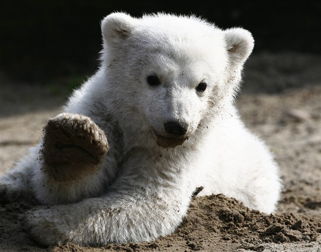 An online campaign of women posting photos of themselves without make-up to raise awareness and funds for cancer have turned to accidental adoptions for polar bears.