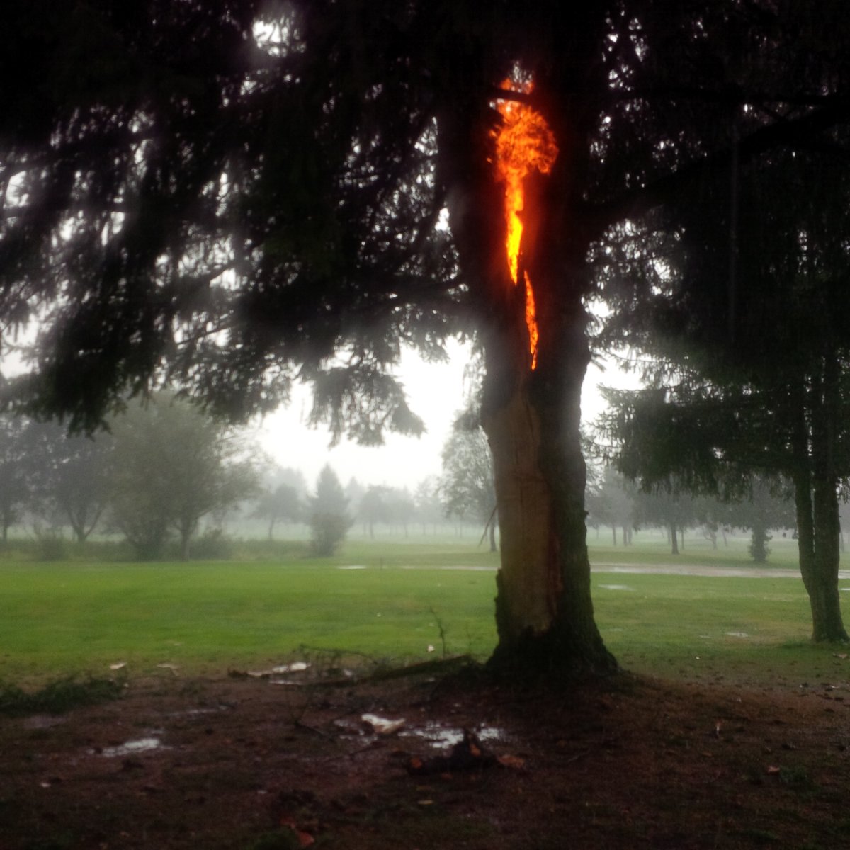 Молния бьет в дерево