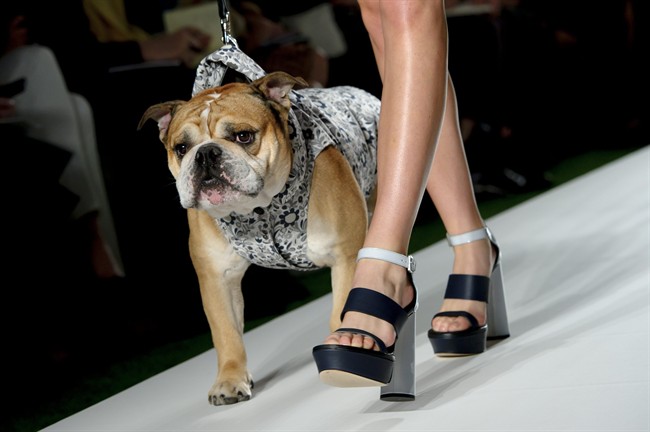 A model and bulldog wear a design created by Mulberry during London Fashion Week Spring/Summer 2014.