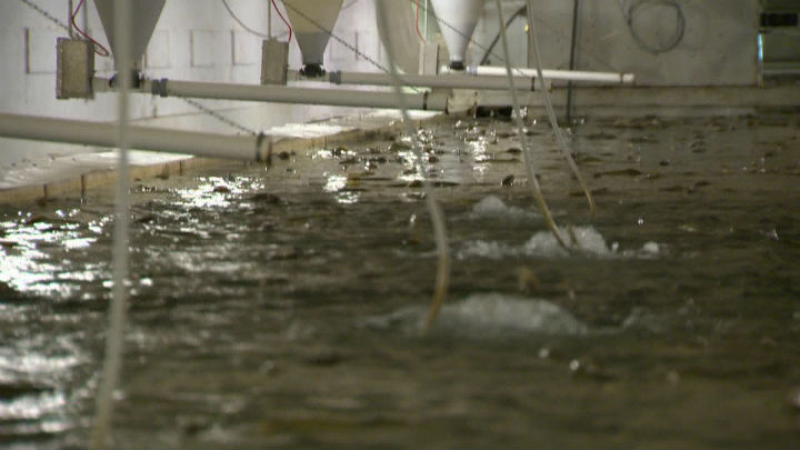 Manitoba farm makes name for itself raising Arctic char - image