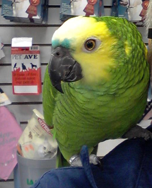 Missing parrot recovered; man charged with theft - image
