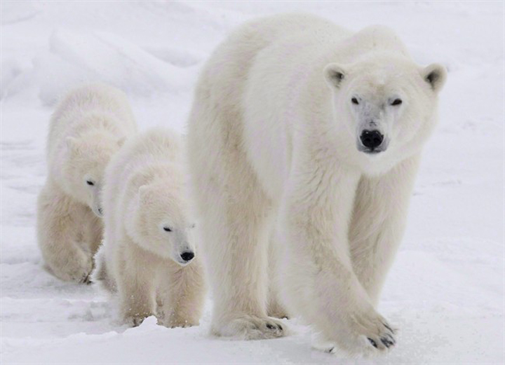 A polar bear mother and her two cubs walk along the shore of Hudson Bay near Churchill in 2007.