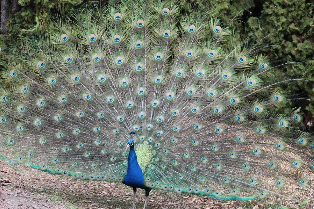 Peacock dies at Calgary Zoo after flying into golf cart - image