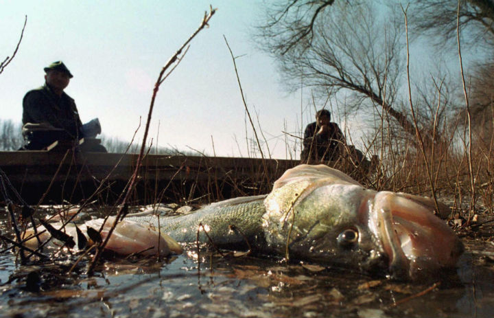 A perch poisoned by cyanide lays on the bank of Tisa river, in Becej, some 120 km (74 miles) north of Belgrade, in Vojvodina province, Yugoslavia Saturday February 12, 2000. The deadly cyanide spill has killed huge numbers of fish in the Tisa river in Yugoslavia. The spill originated in Romania where a dam at the Baia Mare gold mine overflowed on January 30, causinig cyanide to pour into the Lapus and then to Samos river. From there, the polluted water ran west into neighboring Hungary. (Jaroslav Pap, File,/AP Photo)