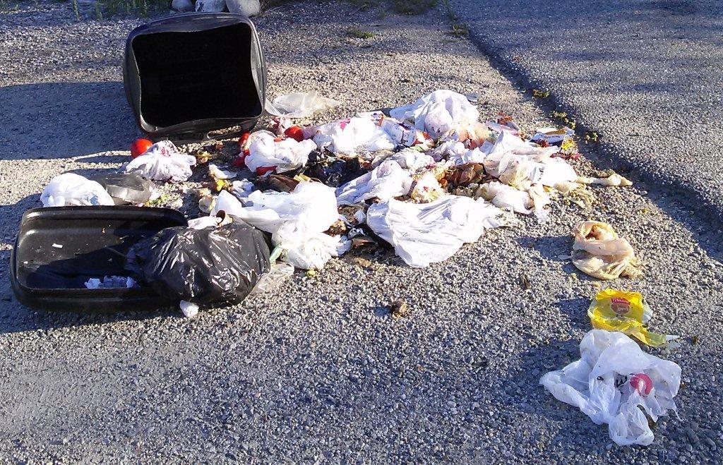 Garbage left out overnight was strewn across a Naramata road.