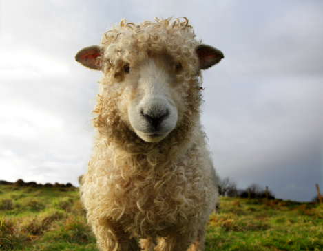 FILE: A sheep is pictured in a field. A spooked sheep caused a brief stir in Halifax's west end Friday.