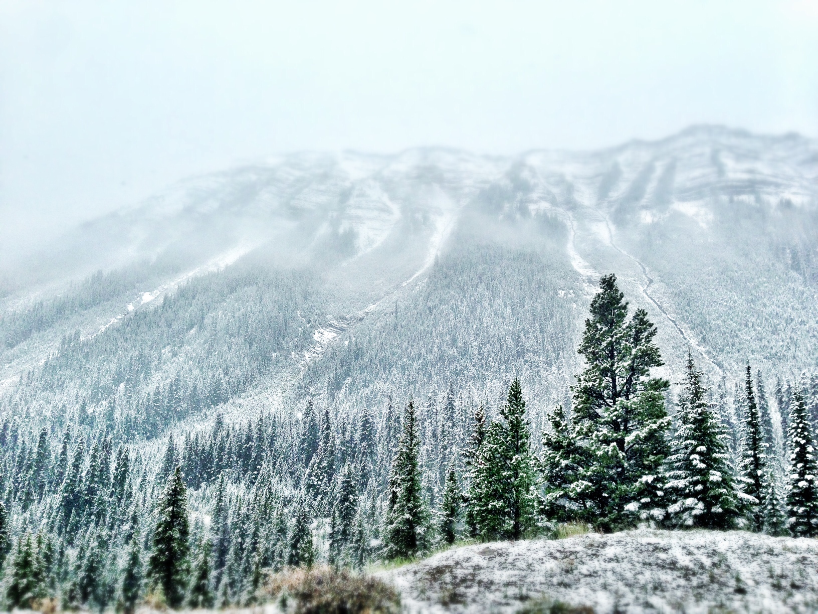 B.C. man dies in Alberta avalanche – BC | 24CA News