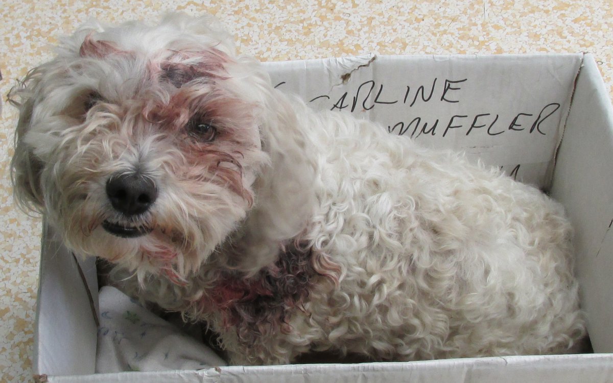 Injured dog needs your help to survive - image