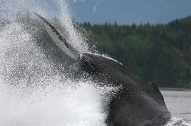 A humpback whale in action near Alert Bay, British Columbia, south of the area where scientists say the number of humpback whales has increased in the last eight years, thanks to recovery efforts. 